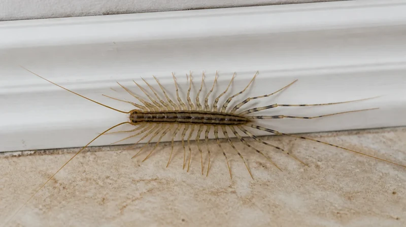 Evde çıyan (Scutigera coleoptrata), uzun çizgili gövdesi ve çok uzun bacaklarıyla duvar kenarında ilerliyor