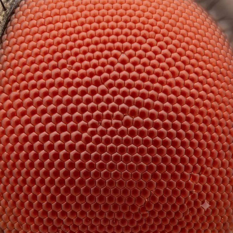 Karasinek compound eye macro